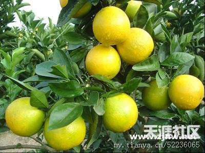 瓜农开微博买瓜我开博客买橙－－未来计划