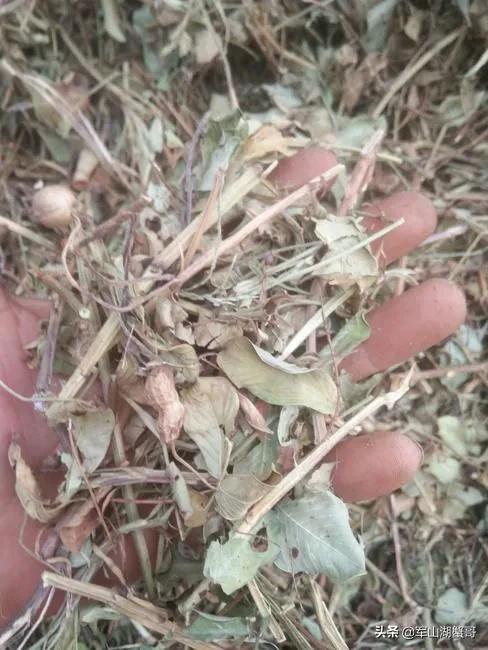 我们这里有大量的花生秧，怎么能联系到客户？