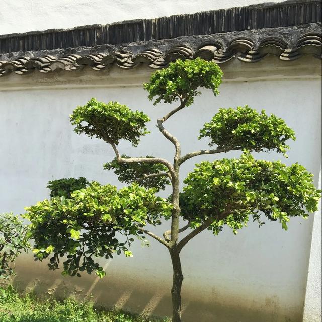 百粉和千粉有什么区别呢，为什么这么多人要上？