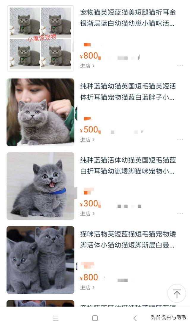 兄弟们，想养一只蓝胖子，品相差不多的大概多钱啊？好怕买到星期猫，所以说在哪买最合适？