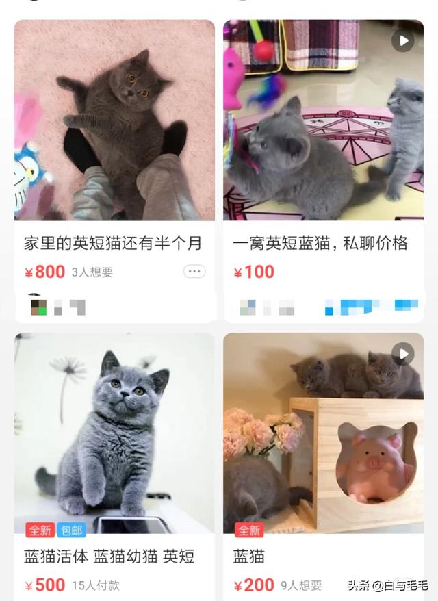 兄弟们，想养一只蓝胖子，品相差不多的大概多钱啊？好怕买到星期猫，所以说在哪买最合适？