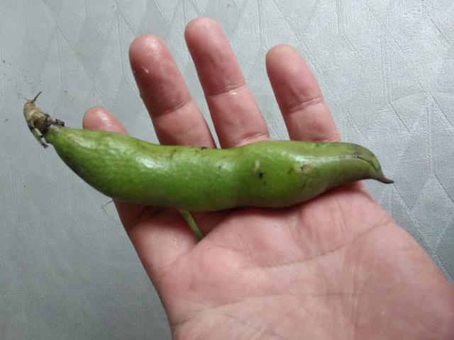什么的豆荚