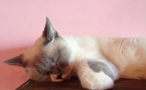 云养猫什么意思