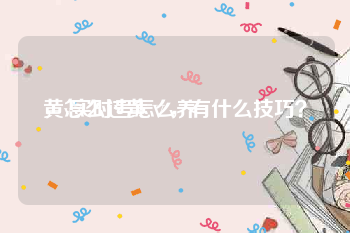黄v实时号怎么养
，怎么过黄ⅴ，有什么技巧？