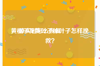 黄v掉实时怎么恢复
，栀子花黄叶子掉叶子怎样挽救？