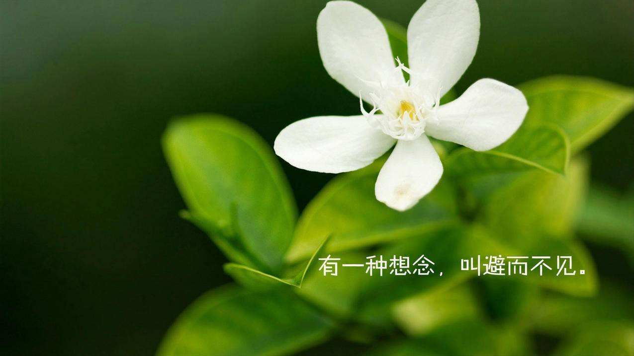 网易云自助下单平台(24小时全自助下单网站易网络)