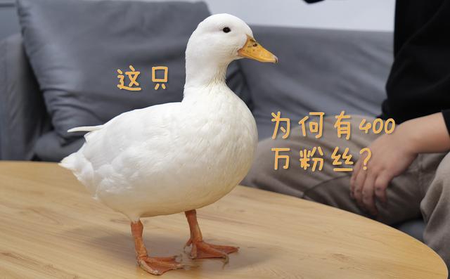 做鸭子怎么寻找客源(苏州想做鸭怎么找客源)