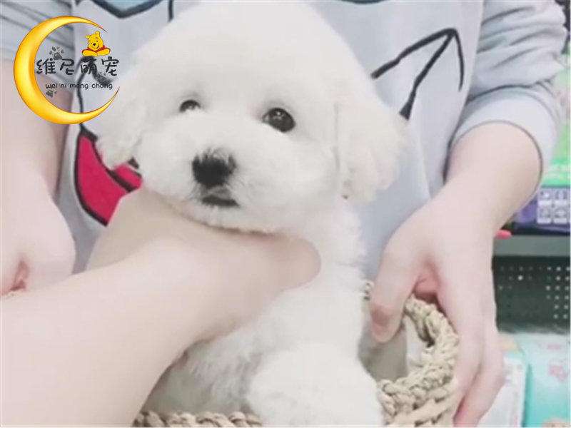 交易狗(交易狗论坛官方网站)