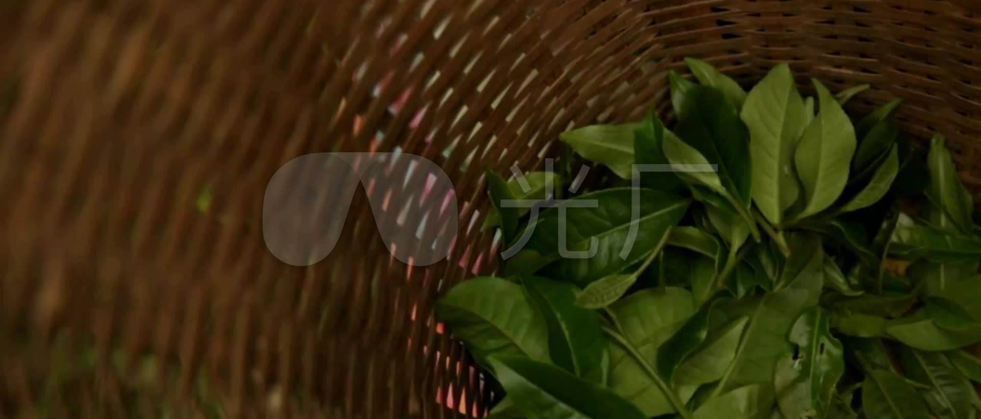 茶的制作视频(茶的制作过程视频)