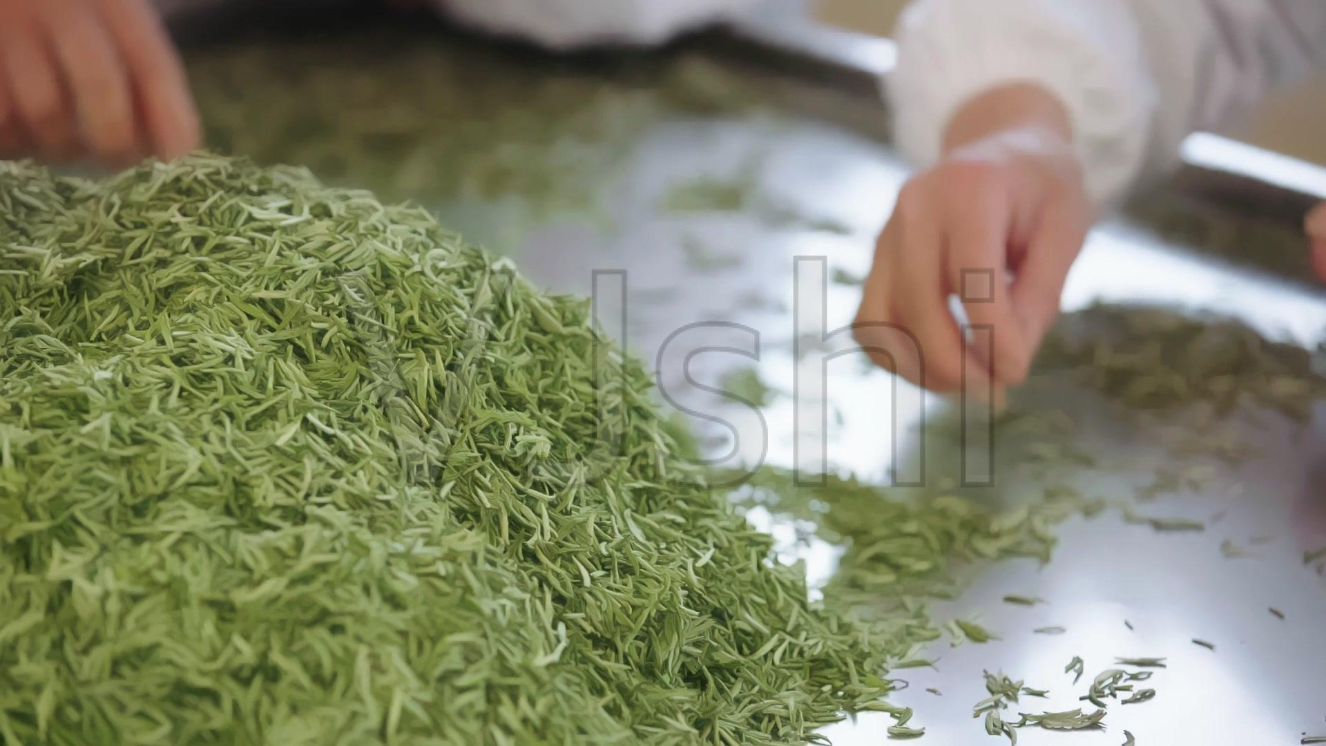 茶的制作视频(茶的制作过程视频)