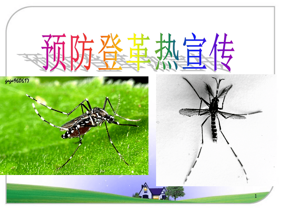 登革热宣传视频(登革热宣传栏图片)