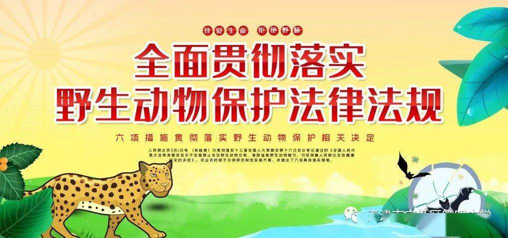 动物保护宣传视频(保护野生动物宣传片视频)