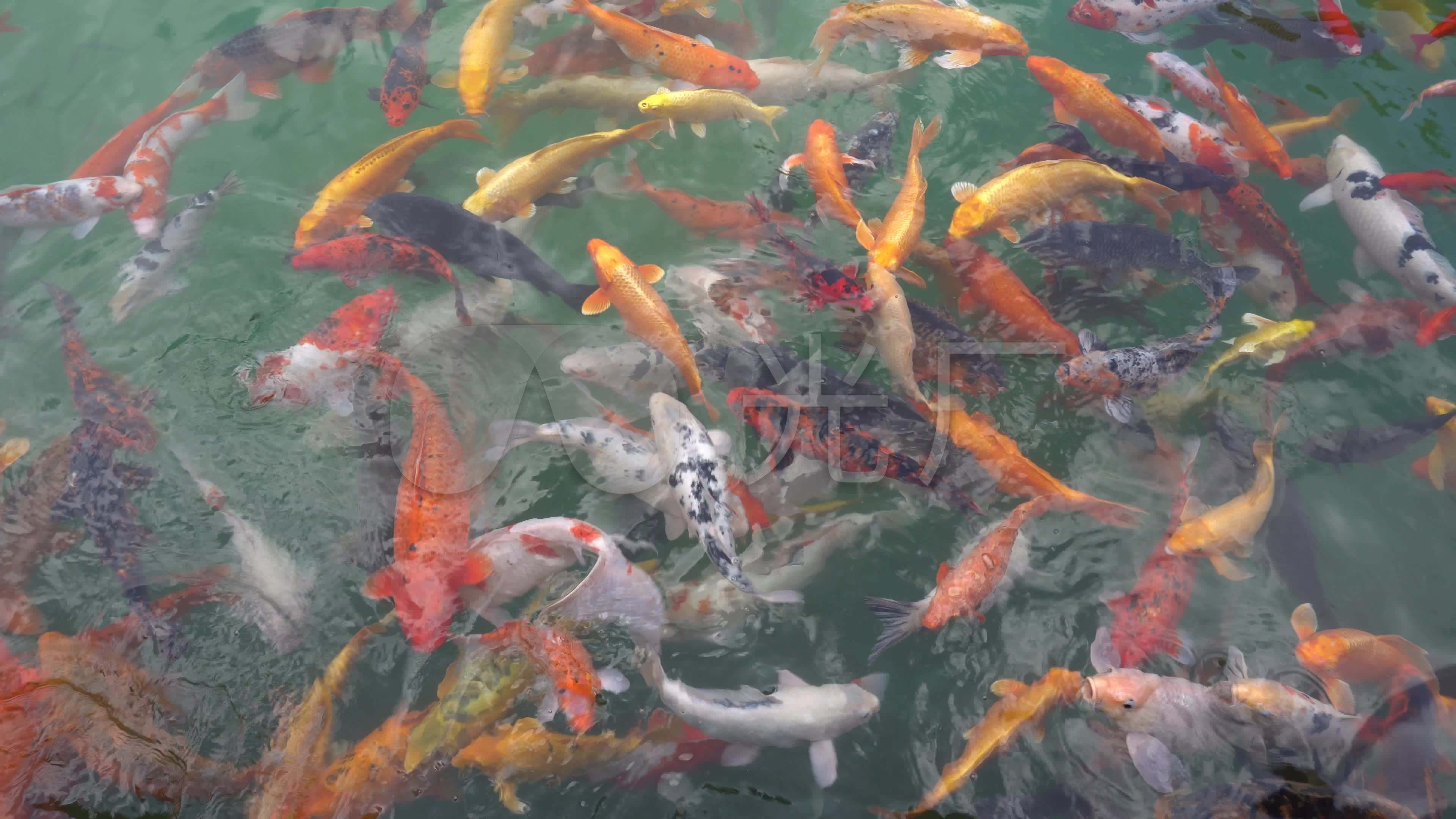 鲤鱼短视频(鲤鱼的所有视频)
