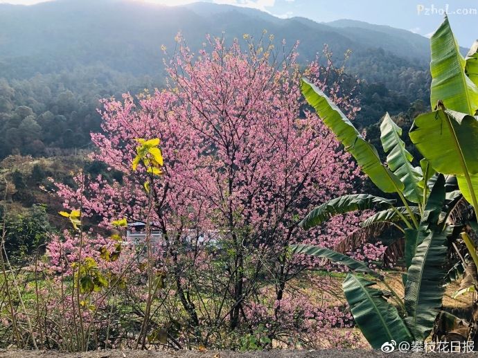 攀枝花宣传视频(攀枝花宣传视频美食)