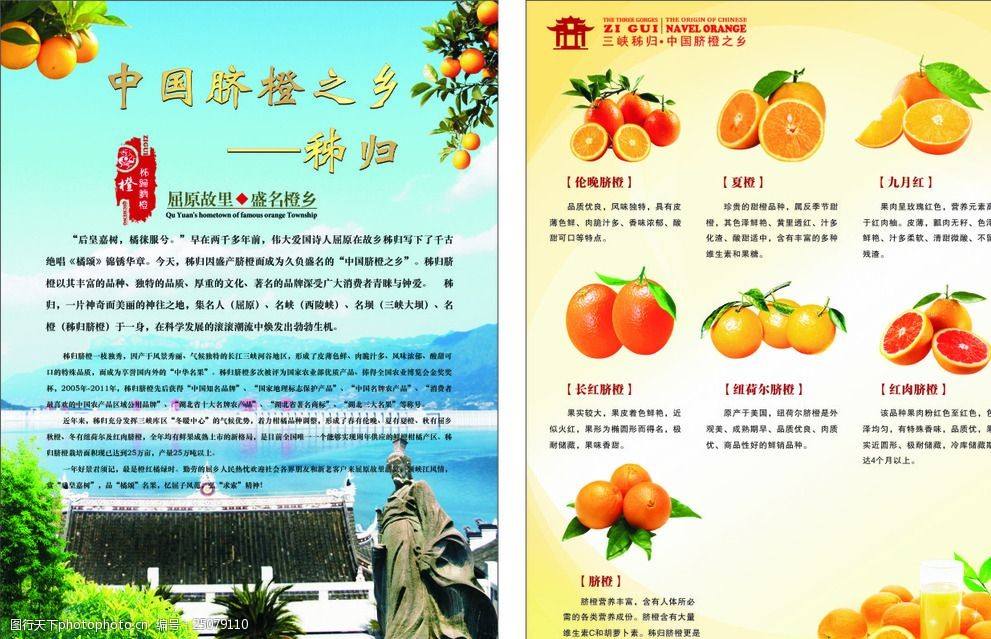 脐橙宣传视频(脐橙视频app)