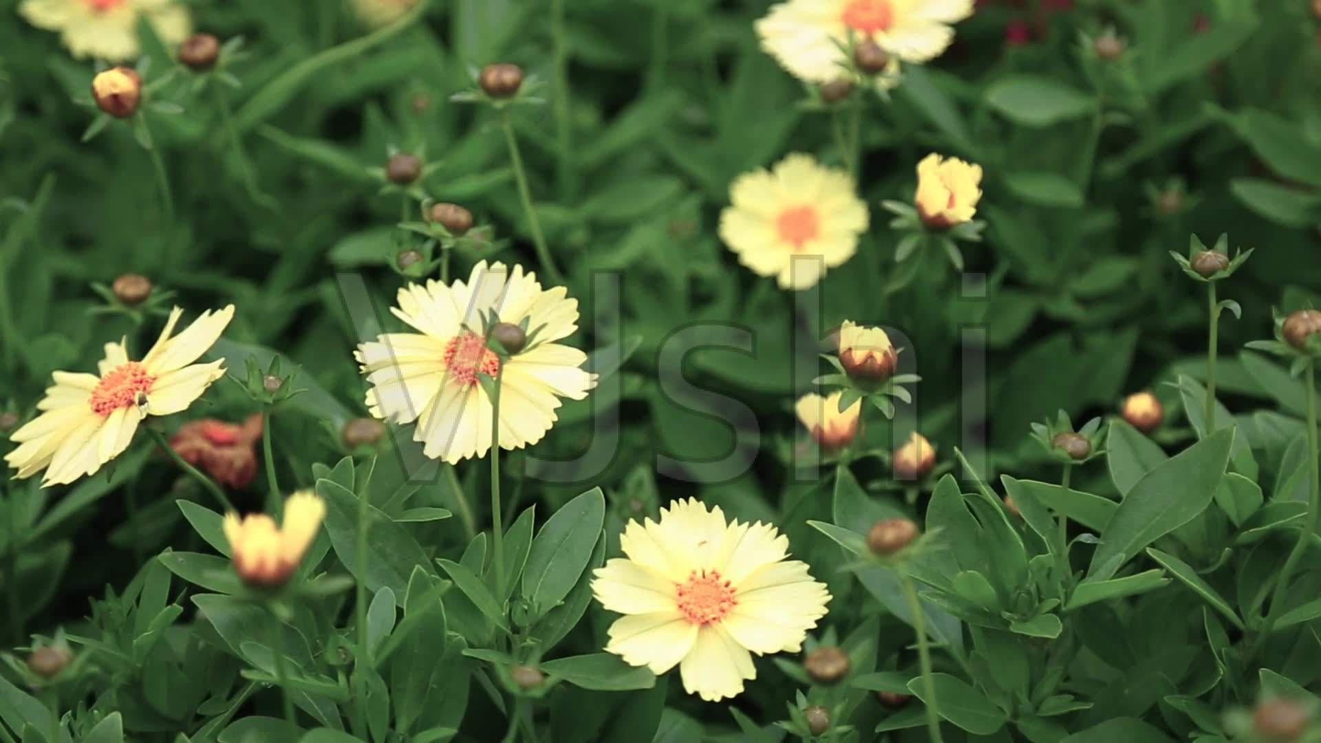 包含野花短视频的词条