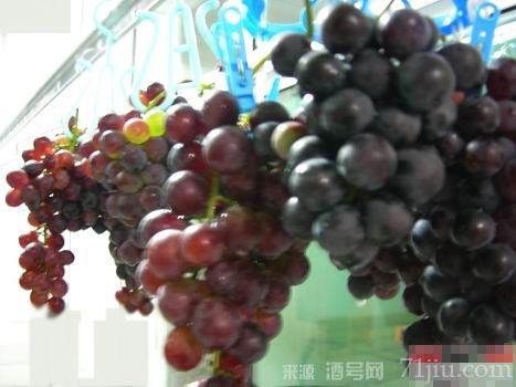 葡萄酒的制作方法视频(葡萄酒的制作方法视频大全)