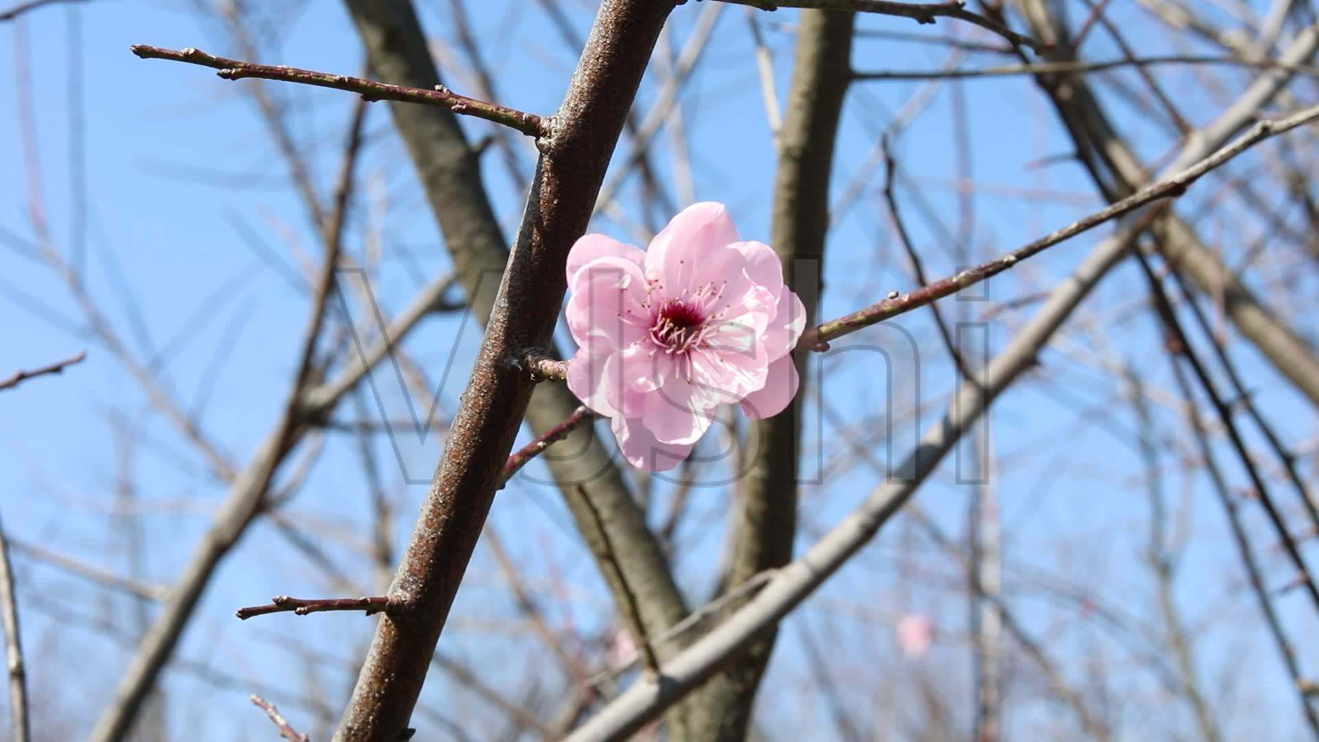 梅花的短视频(梅花盛开的短视频)