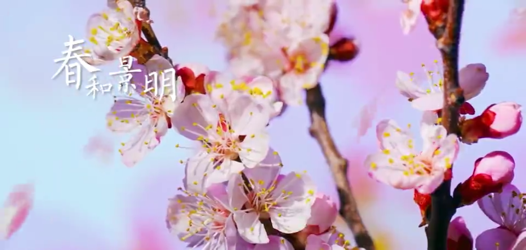 春天短视频(春天短视频大赛主题)