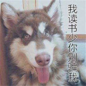 搞笑短视频15秒(搞笑短视频15秒在哪里下载)