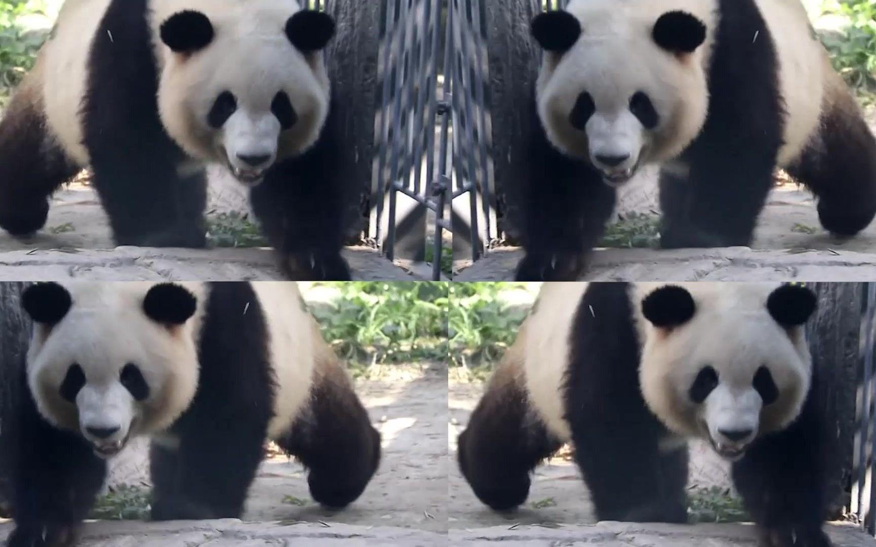bilibili麻豆短视频(bilibili网站的短视频)