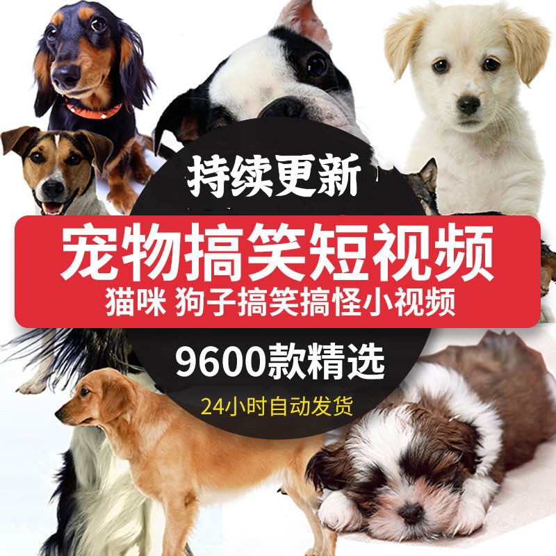 关于婴儿的搞笑短视频(关于婴儿的搞笑短视频抖音)