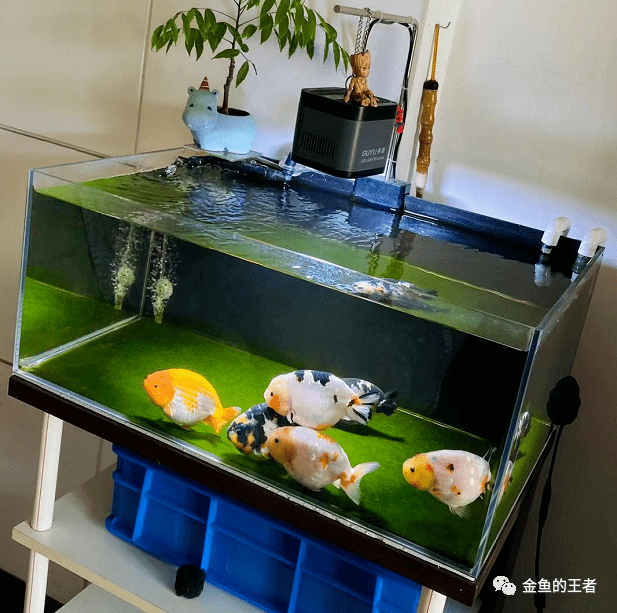鱼缸制作视频教程全集(水泥鱼缸制作视频教程全集)