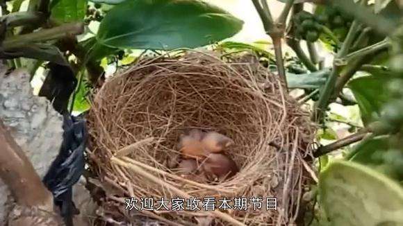 雏鸟短视频(雏鸟短视频幼儿破)