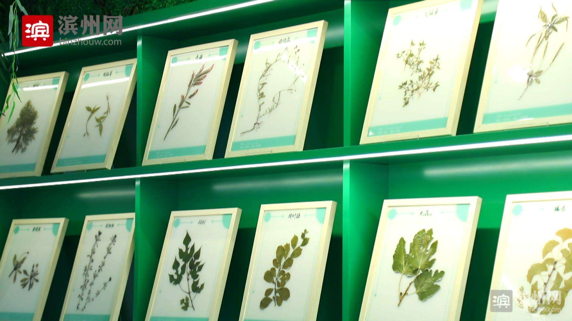 标本制作视频(中草药标本制作视频)