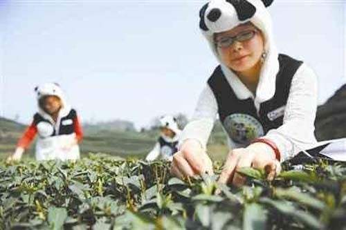 推销茶叶的视频(卖茶叶的技巧视频讲解)