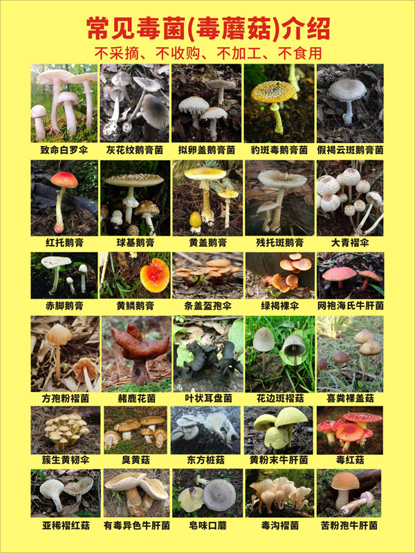 毒蘑菇宣传视频(毒蘑菇宣传视频搞笑)