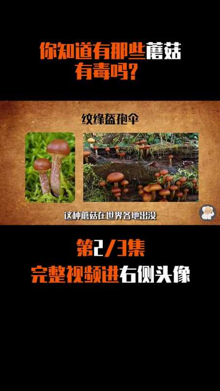 毒蘑菇宣传视频(毒蘑菇宣传视频搞笑)