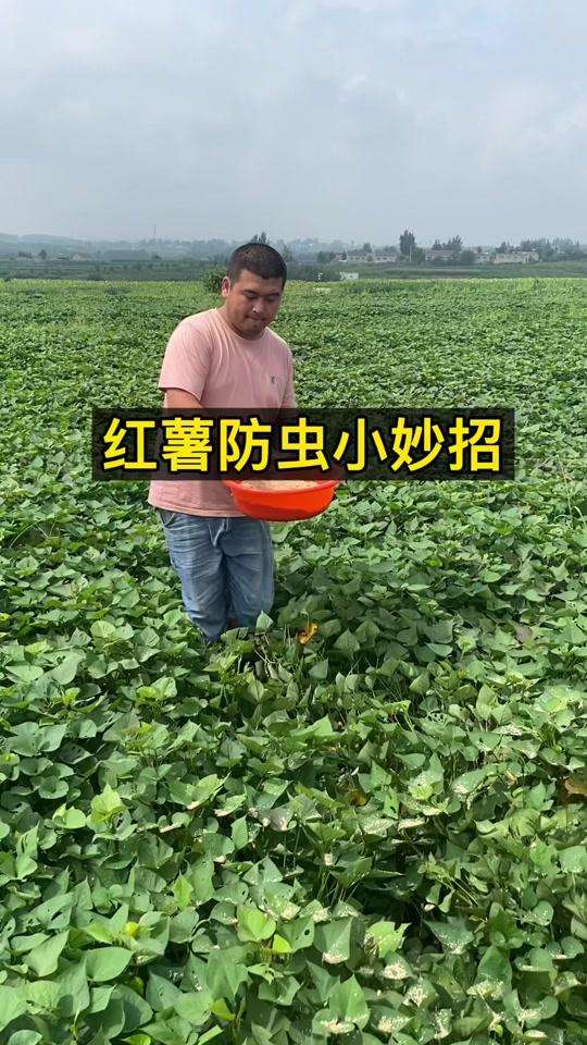 地瓜视频免广告版(地瓜视频免费下载app)
