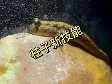 包含抖音超强变身术视频怎么制作的词条