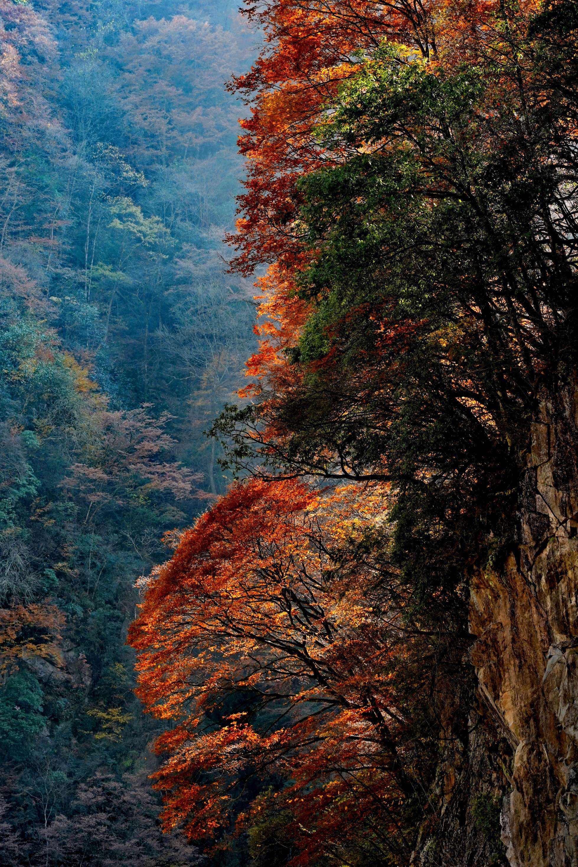 光雾山宣传视频(光雾山风景区视频)