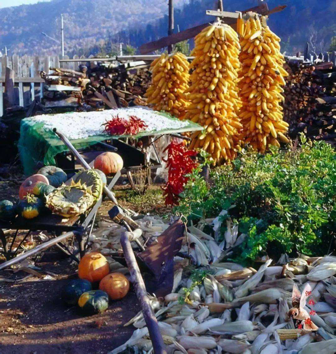 80年代农村短视频(80年代农村生活场景视频)