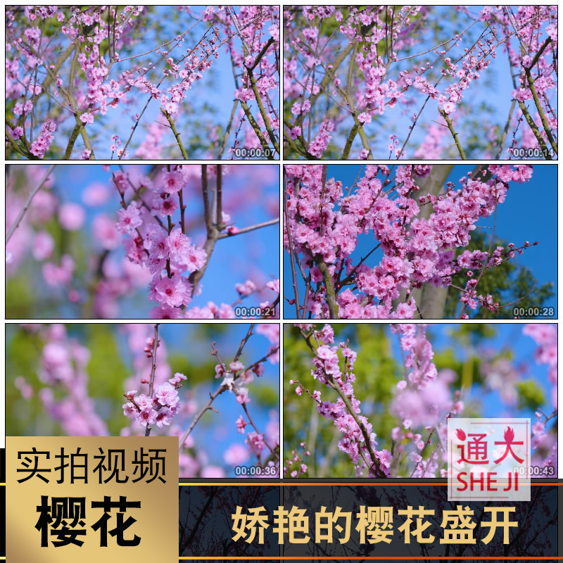 春天景色短视频(春天自然景色视频)