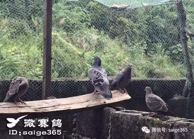 绊脚套制作方法视频(绊脚套制作方法视频教学)