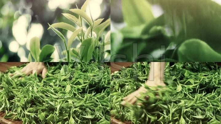 茶叶制作过程视频(茶叶制作过程视频教学)