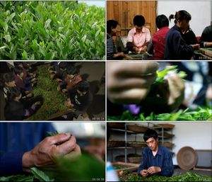 茶叶制作过程视频(茶叶制作过程视频教学)