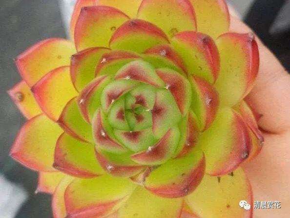 花友短视频(下载免费花友短视频)