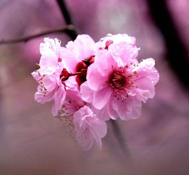 春意短视频(春意视频大全)