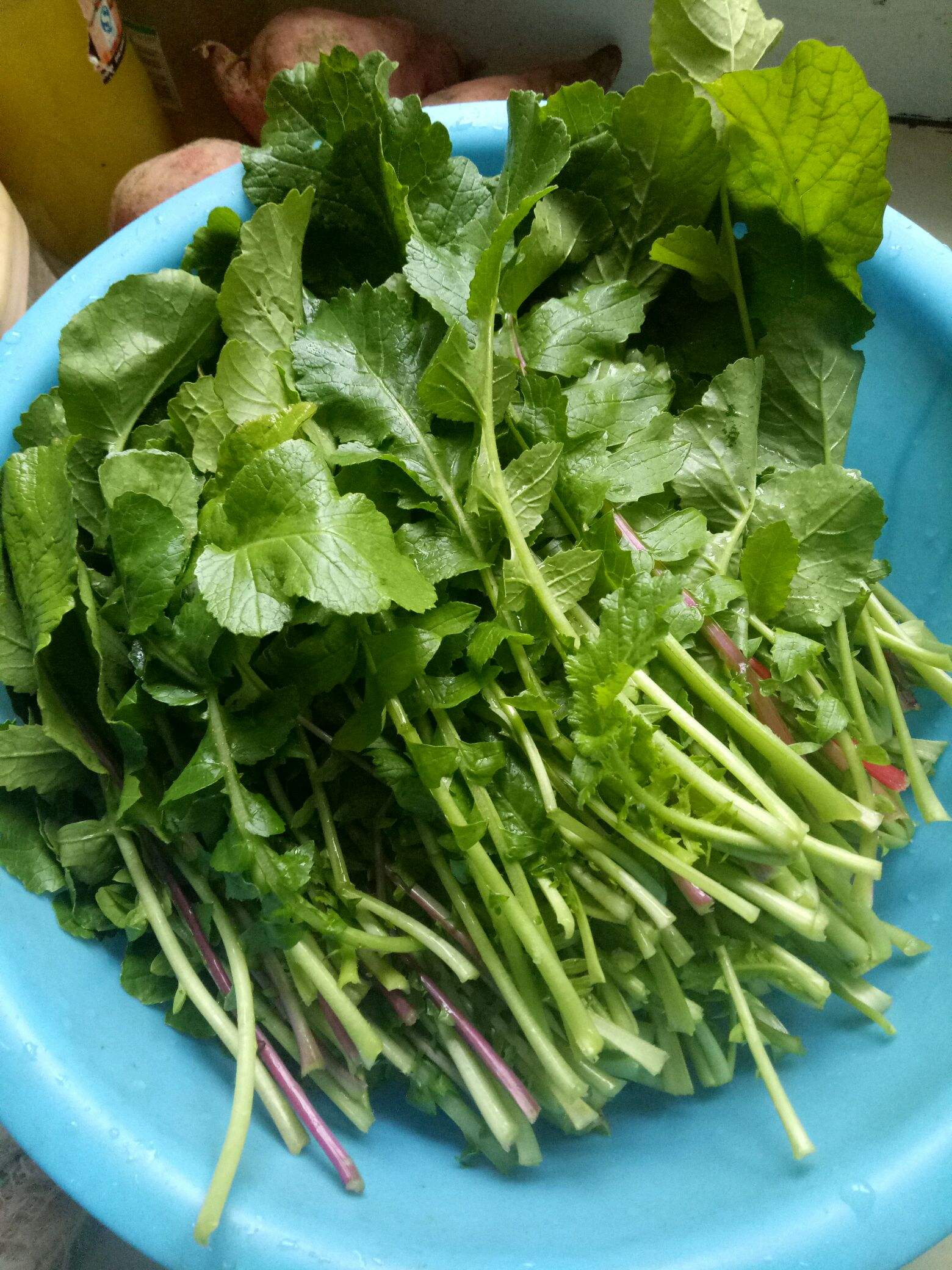 东北摊黄菜的做法视频(东北摊黄菜的做法视频窍门)