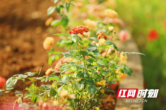 花花的短视频(播放短视频花花的图片)