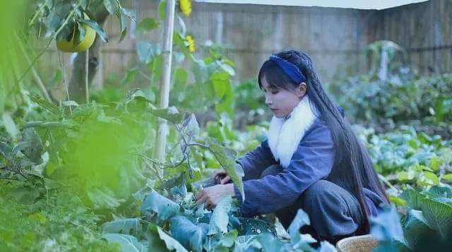李子柒短视频分析(李子柒短视频内容分析)