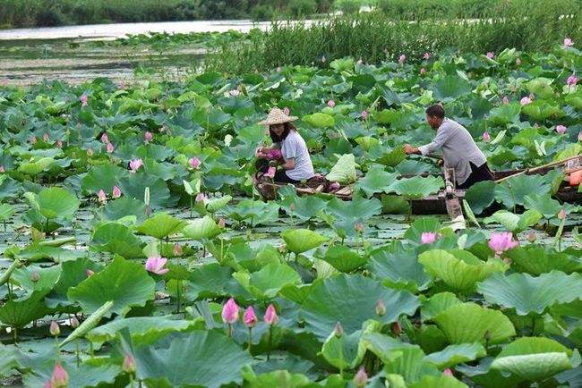 微山湖宣传视频(微山湖宣传视频大全)