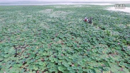 微山湖宣传视频(微山湖宣传视频大全)