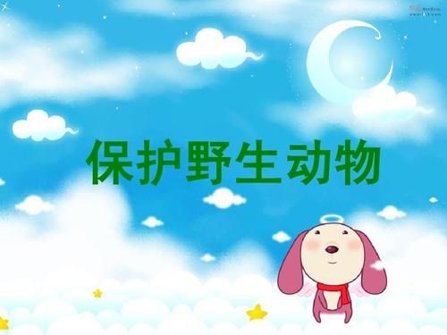 保护动物的宣传视频(保护动物的宣传视频英文)