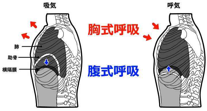 腹式呼吸法怎么做视频(腹式呼吸法怎么做视频教程)