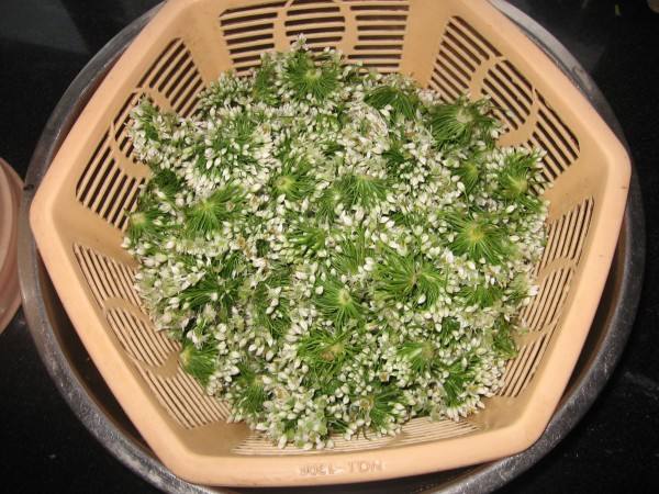 韭菜花做法视频(韭菜花做法视频大全)